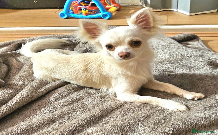 Chihuahua dogs - Advert 1