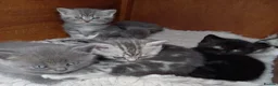 British Shorthair cats for sale: Super GCCF registered kittens  in Knutsford - Advert 5