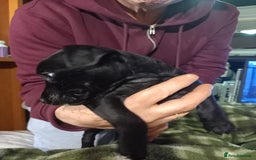 Patterdale Terrier dogs for sale: Super cute little girl, ready for forever home - Advert 4