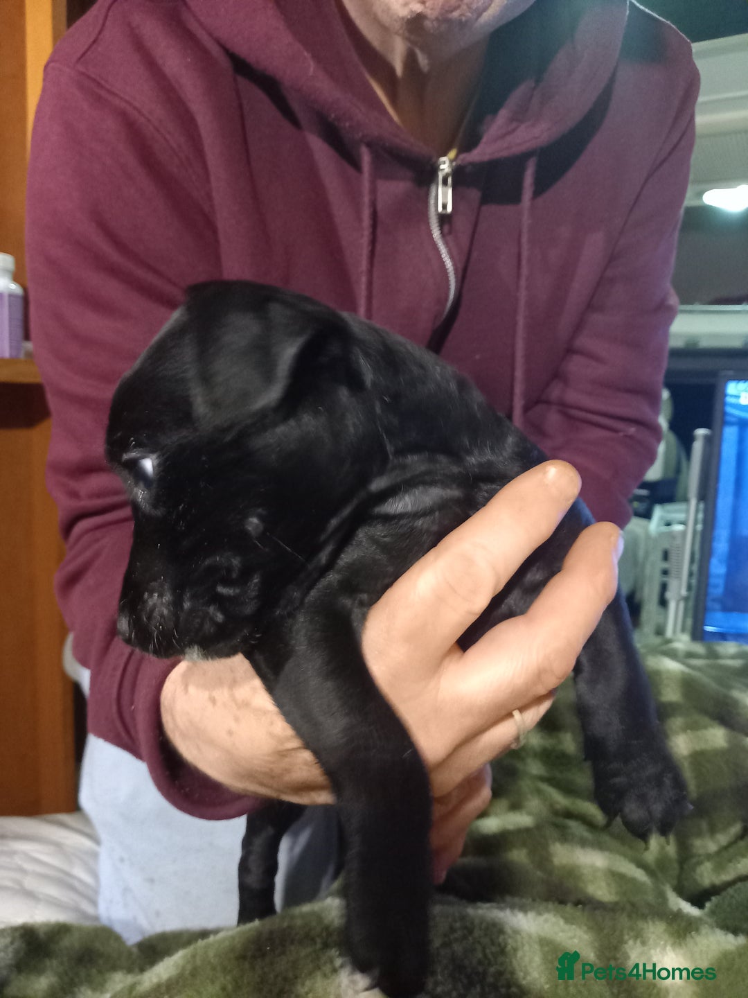 Patterdale Terrier dogs for sale: Super cute little girl, ready for forever home - Advert 4