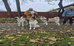 Mixed Breed dogs for adoption: Sadie – 10 months old, Female, Mixed Breed Pup - Advert 4