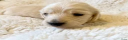 Miniature Dachshund dogs for sale: White/light cream tiny miniature dachshunds - Advert 17