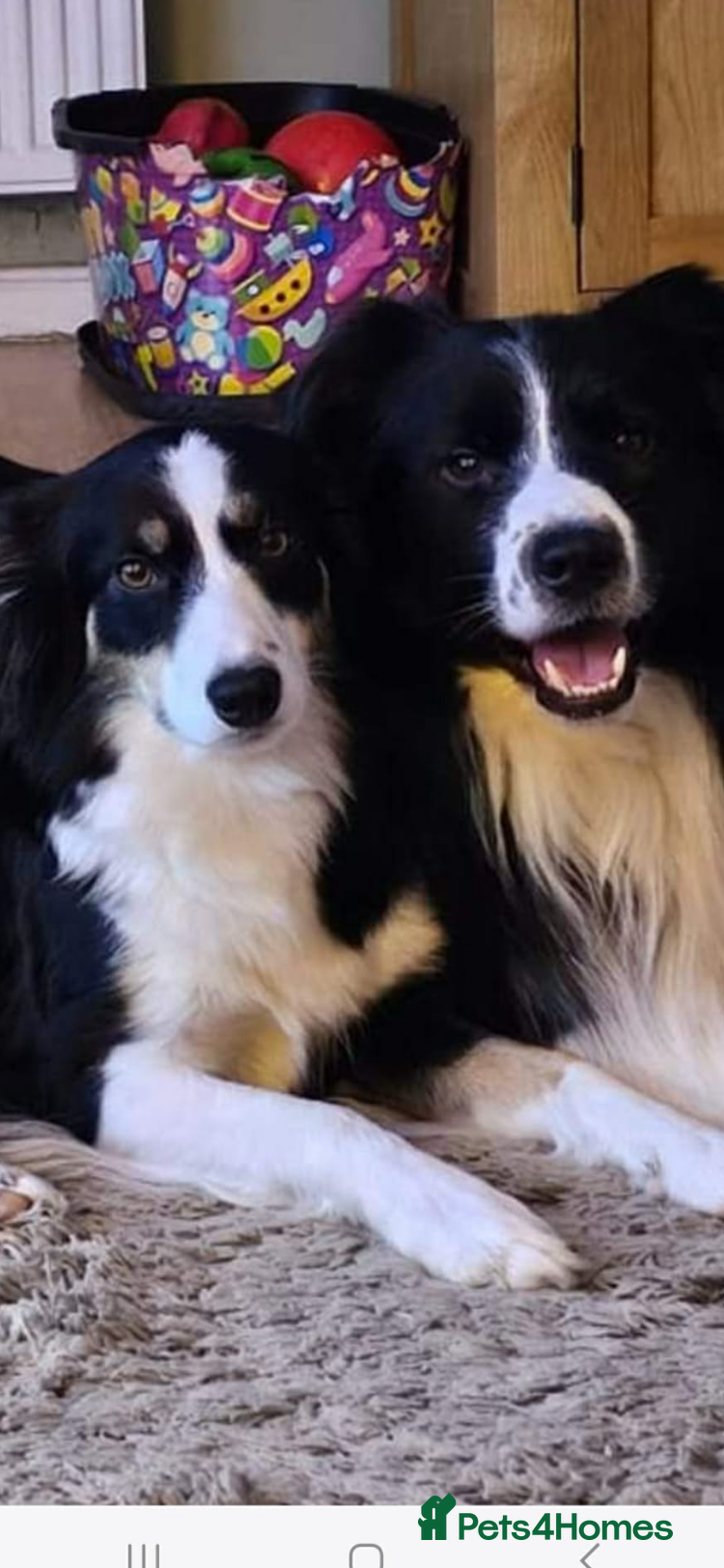 Border Collie dogs Handsome chunky Border Collie pups - Advert 2