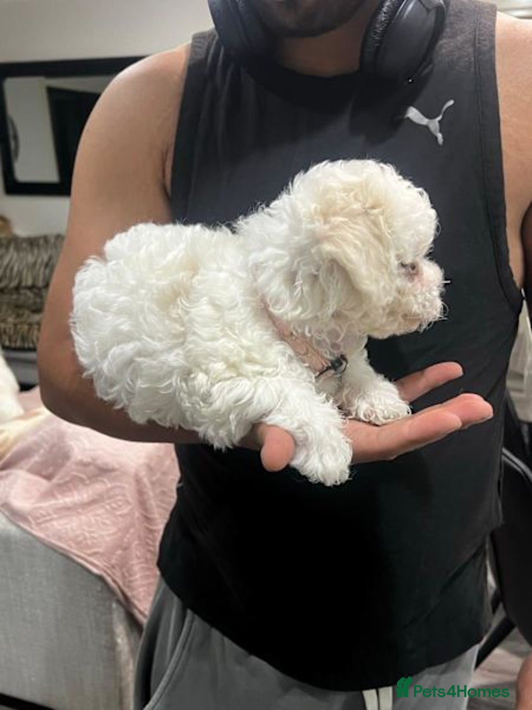 Bichon Frise dogs for sale: ALL bichon frise - Image 3