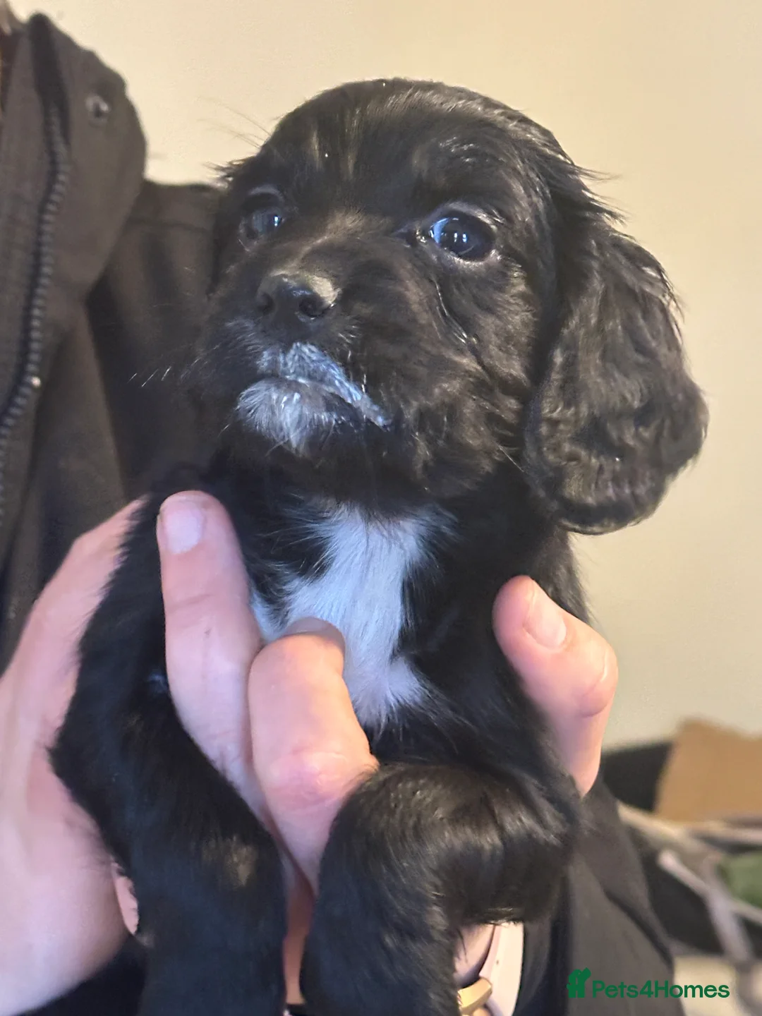 Cocker Spaniel dogs for sale: 1,500 - Advert 11