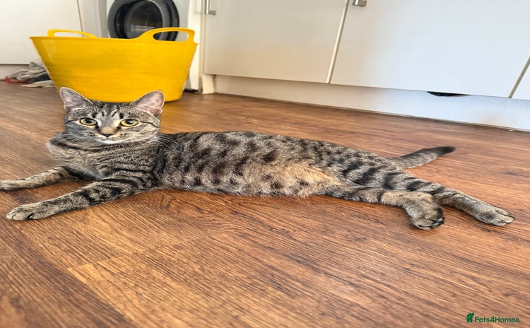 Mixed Breed cats - Advert 1