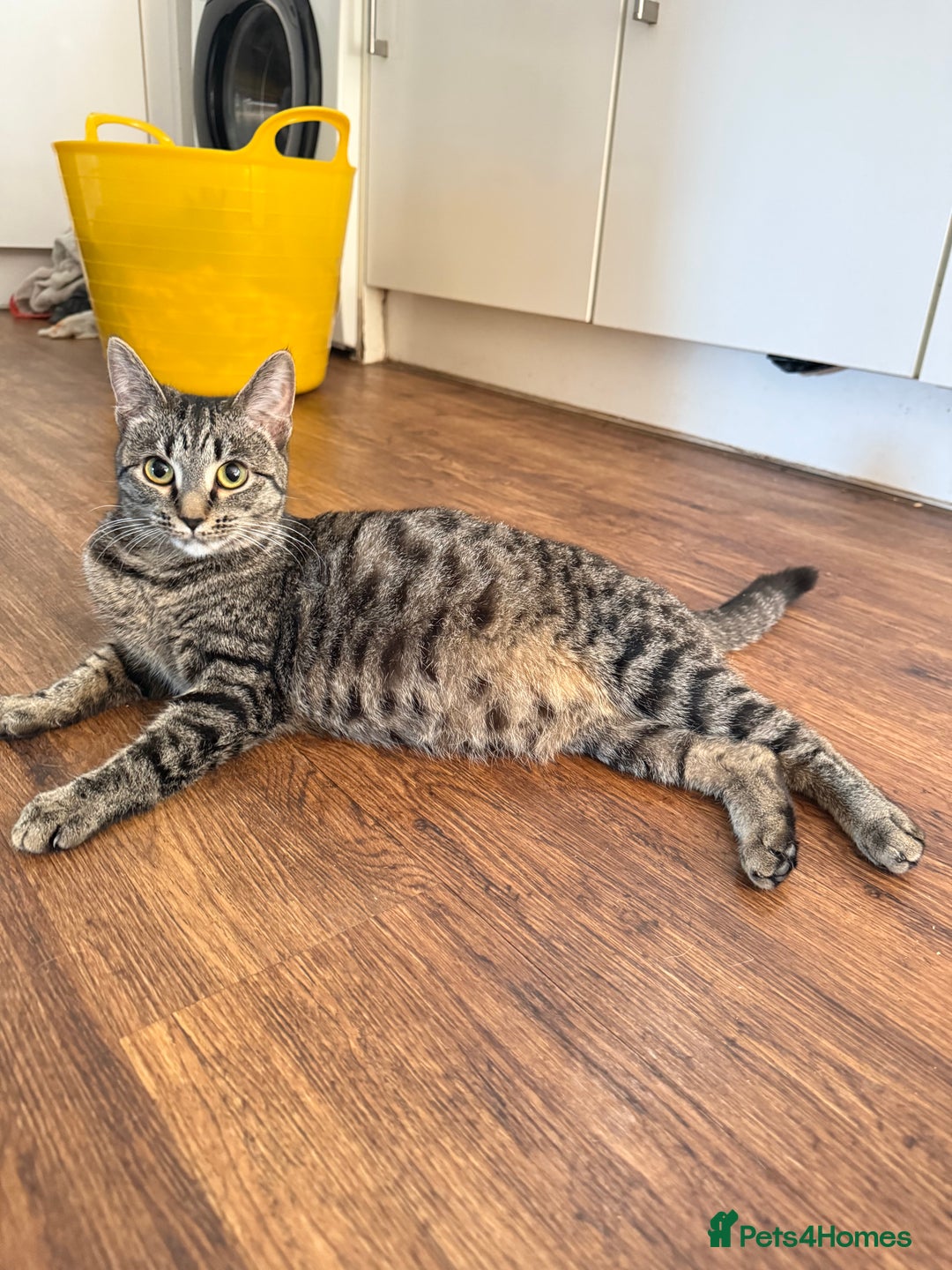 Mixed Breed cats for sale: 4 beautiful mixed kittens  - Image 1