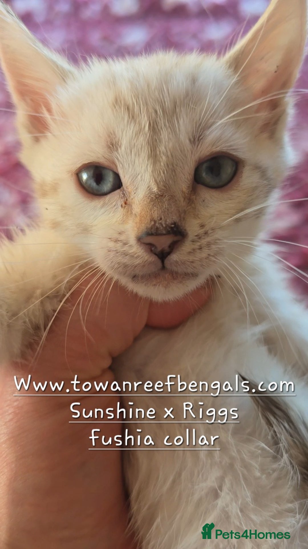 Bengal cats for sale: Tica registered bengal kittens - Advert 6