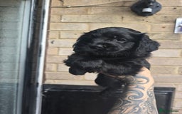 Cockapoo dogs for sale: READY NOW American Cockapoos - Image 2