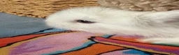 Angora rabbits for sale: Angora full face purebred balls of fluff 🐇  - Advert 11