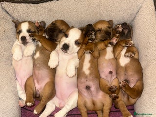 Jack Russell dogs for sale - Advert 1