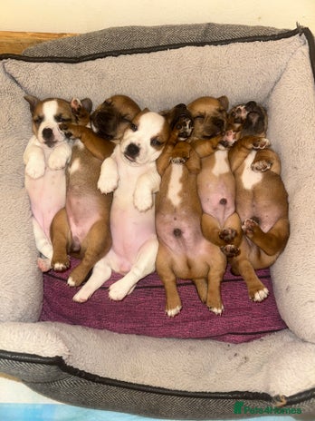 Jack Russell dogs - Advert 1