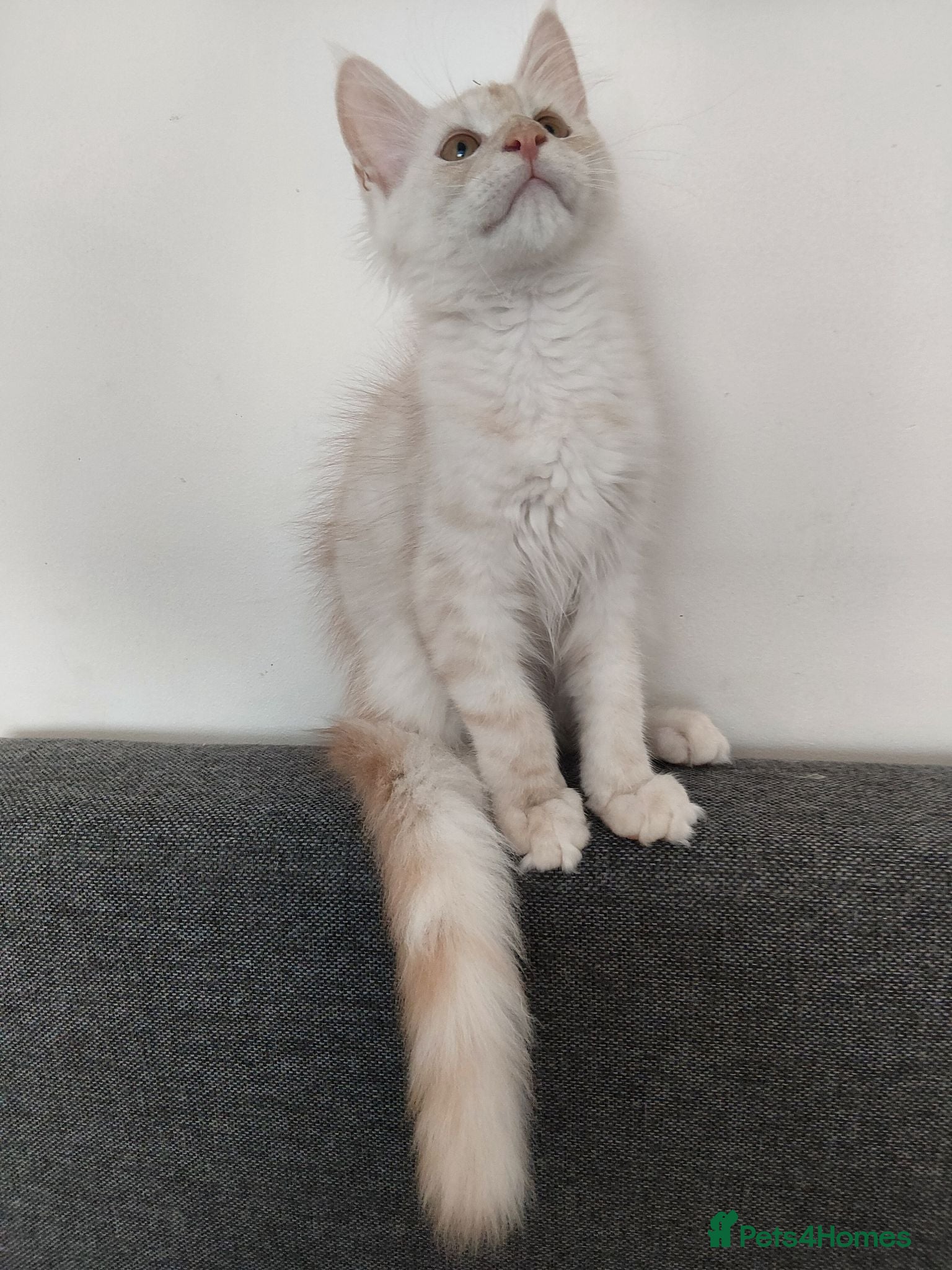 Maine Coon cats  RARELY LION KING - Advert 2
