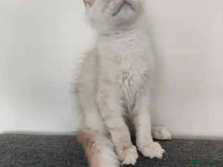 Maine Coon cats RARELY LION KING - Advert 2