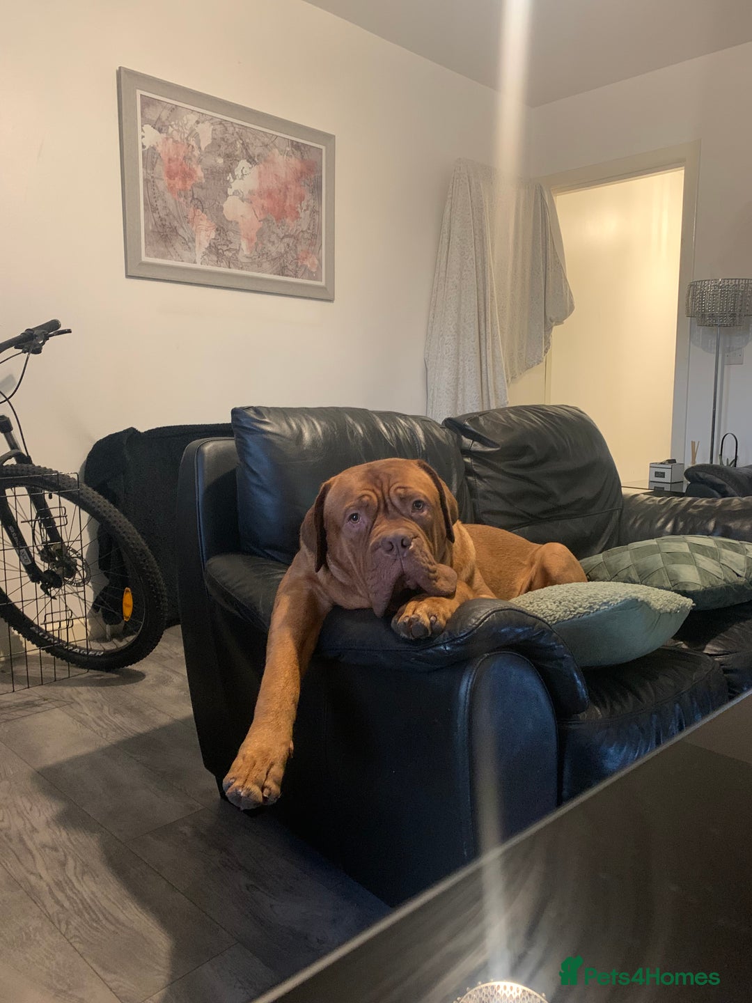 Dogue De Bordeaux dogs for stud: Dogue de Bordeaux For stud Enzo  - Image 21