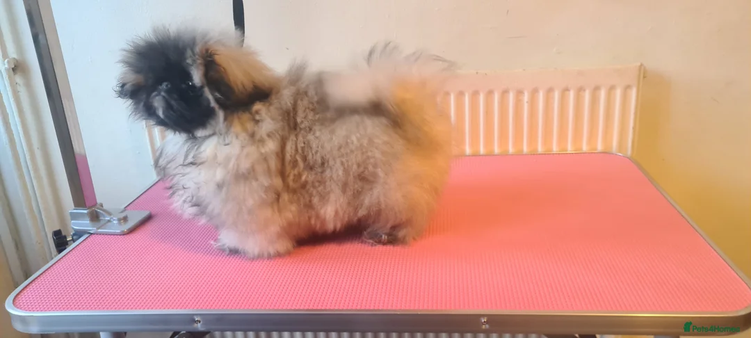 Pekingese dogs for sale: Pekingese puppys (Champion Bloodlines) - Advert 20