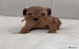 Cavapoo dogs for sale: Dream Cavapoo puppies, DNA Clear, Home Raised - Image 16