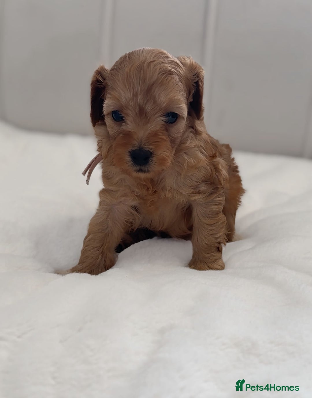 Cavapoo dogs for sale: Dream Cavapoo puppies, DNA Clear, Home Raised - Image 16