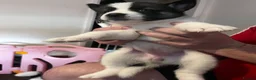 Huskita dogs for sale: 4 beautiful huskaties  - Advert 4