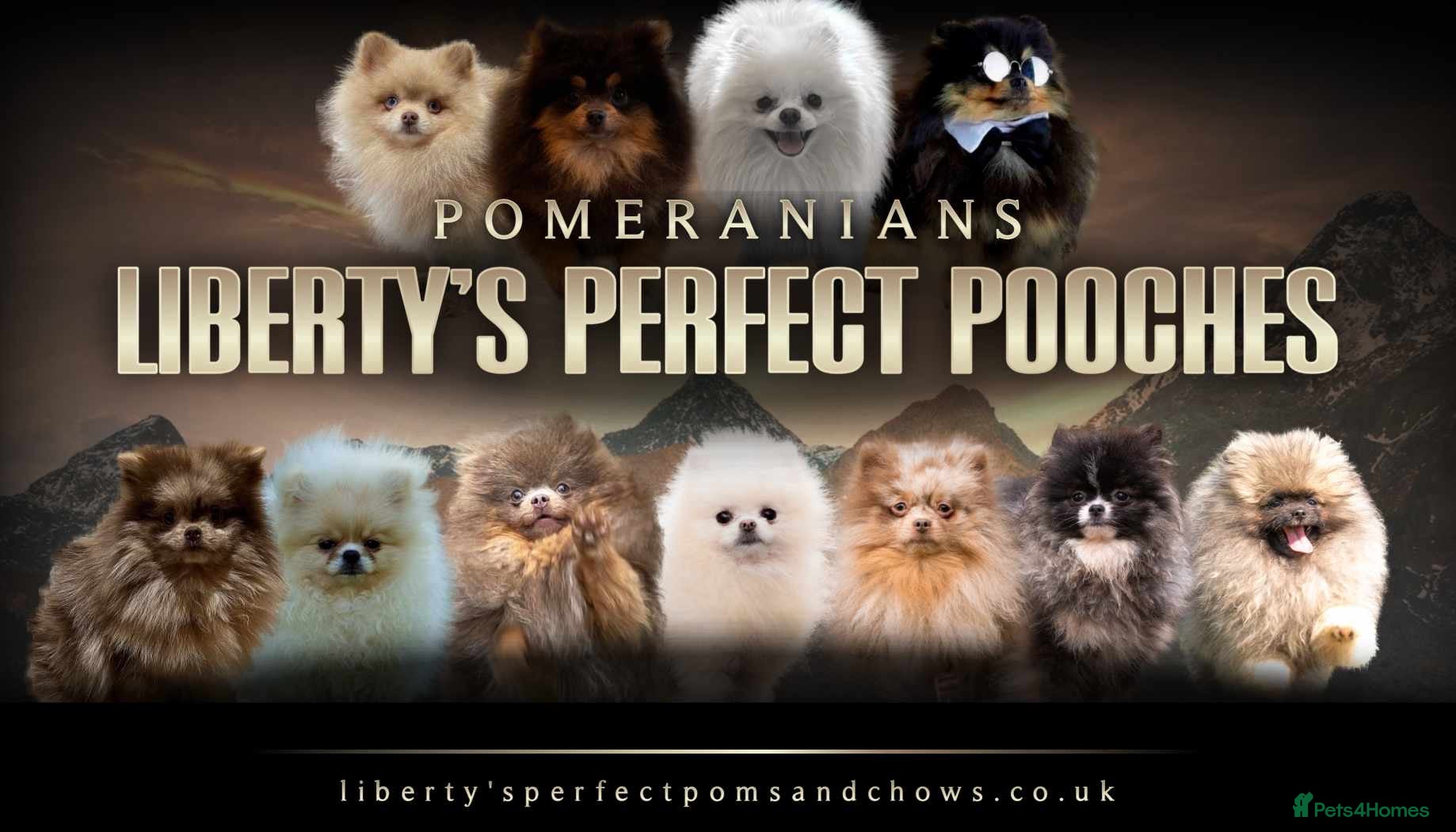 Pomeranian dogs Biggest Quality Pom StudTeam In uk  in Pontefract - Advert 1
