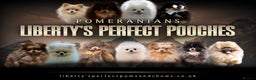 Pomeranian dogs for stud: Biggest Quality Pom StudTeam In uk  in Pontefract - Advert 1