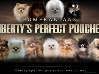 Pomeranian dogs in Pontefract - Advert 14
