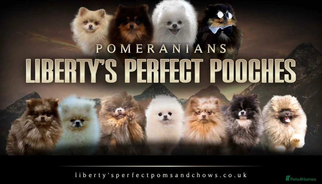 Pomeranian dogs for stud: Biggest Quality Pom StudTeam In uk  in Pontefract - Advert 2