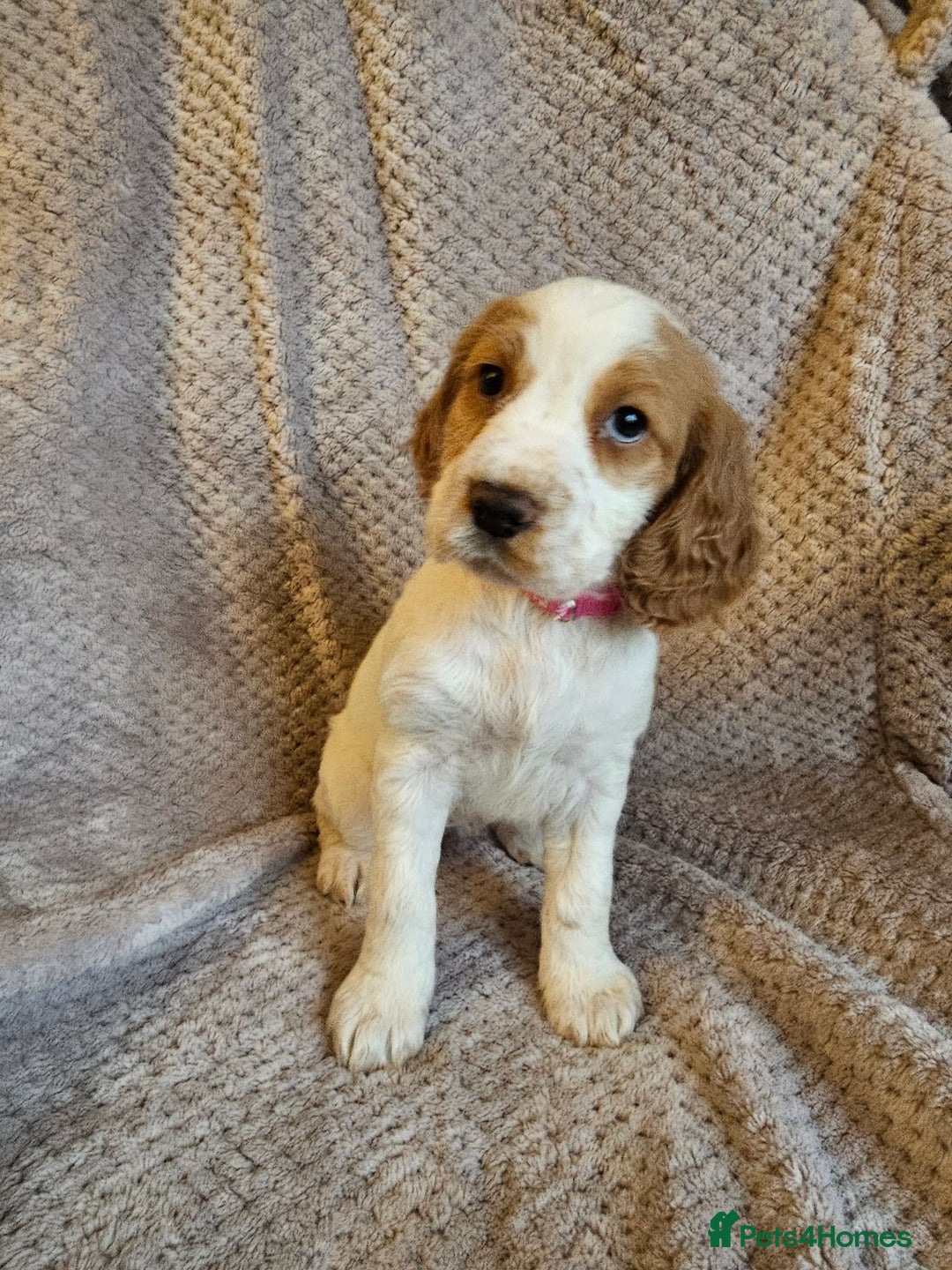 Sprocker dogs for sale: Sprocker Spaniel Puppies - Advert 11