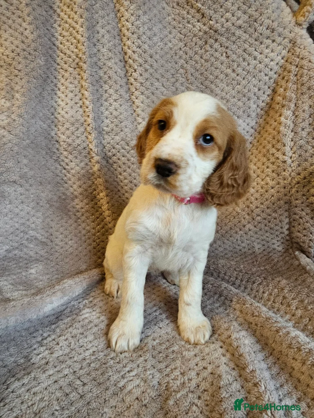 Sprocker dogs for sale: Sprocker Spaniel Puppies * only 1 left * - Advert 11