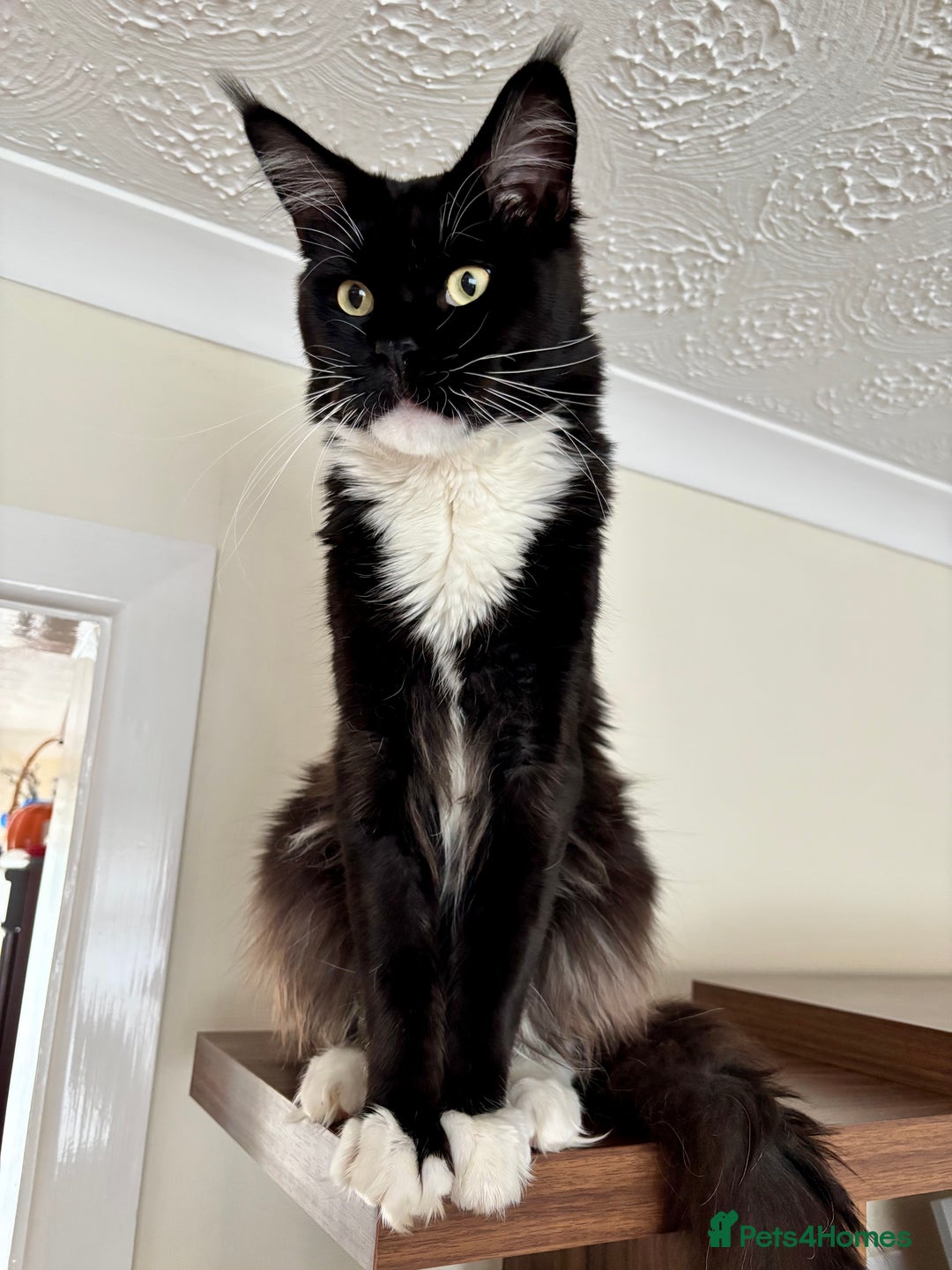 Maine Coon cats for sale: Maine coon - Image 20