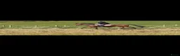 Irish Thoroughbred horses for sale: 16.2hh Event/hunt prospect mare  in Ayr - Advert 2