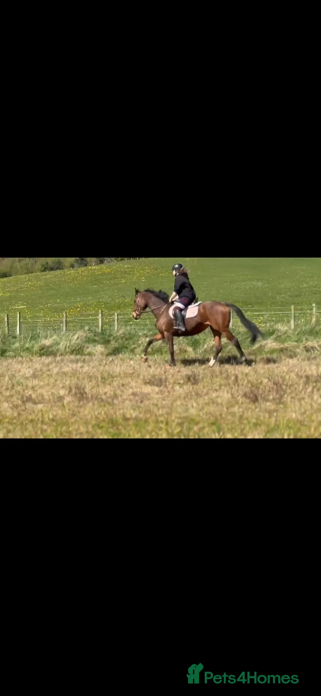 Irish Thoroughbred horses for sale: 16.2hh Event/hunt prospect mare  in Ayr - Advert 2