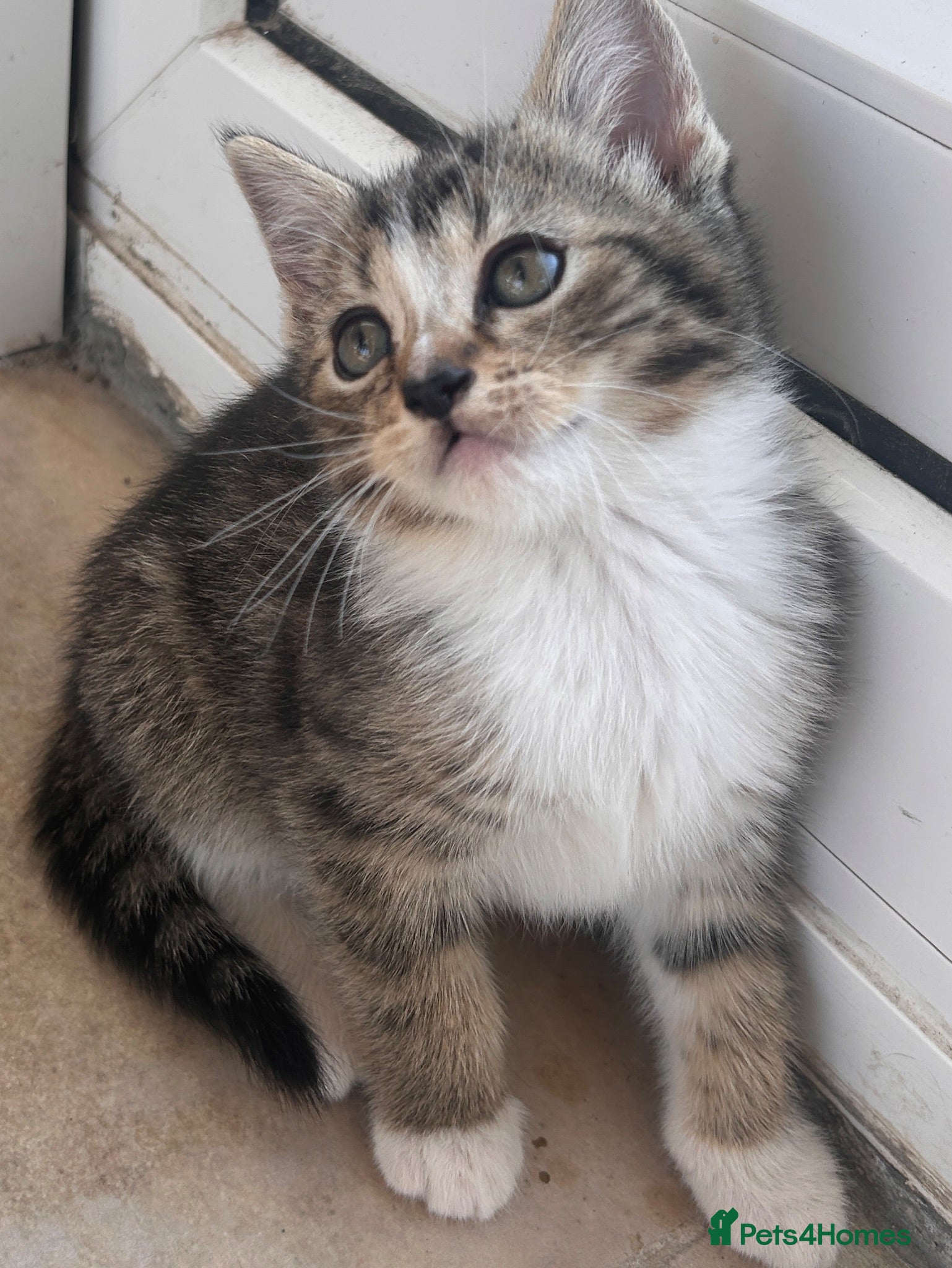 Mixed Breed cats Persian angora mixed kittens - Advert 11