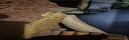 Bearded Dragon reptiles for sale: Female bearded dragon (flash) in Wellingborough - Advert 4