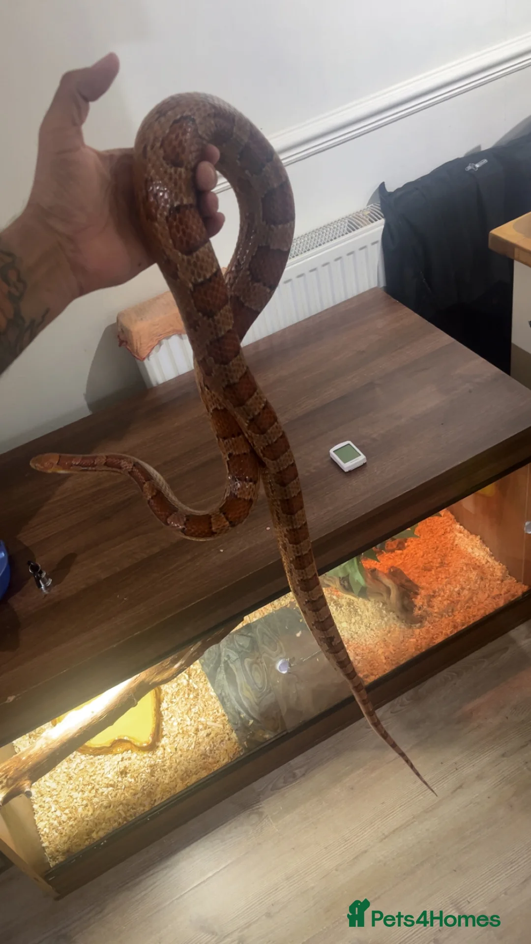 Corn Snake reptiles for sale: Corn snake and set up for sale  - Advert 1