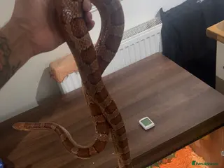 Corn Snake reptiles Corn snake and set up for sale - Advert 1
