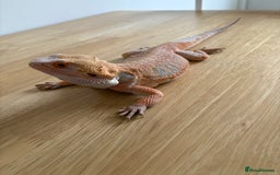 Bearded Dragon reptiles for sale: Breaded dragon (Hypomelanism trait) - Image 5