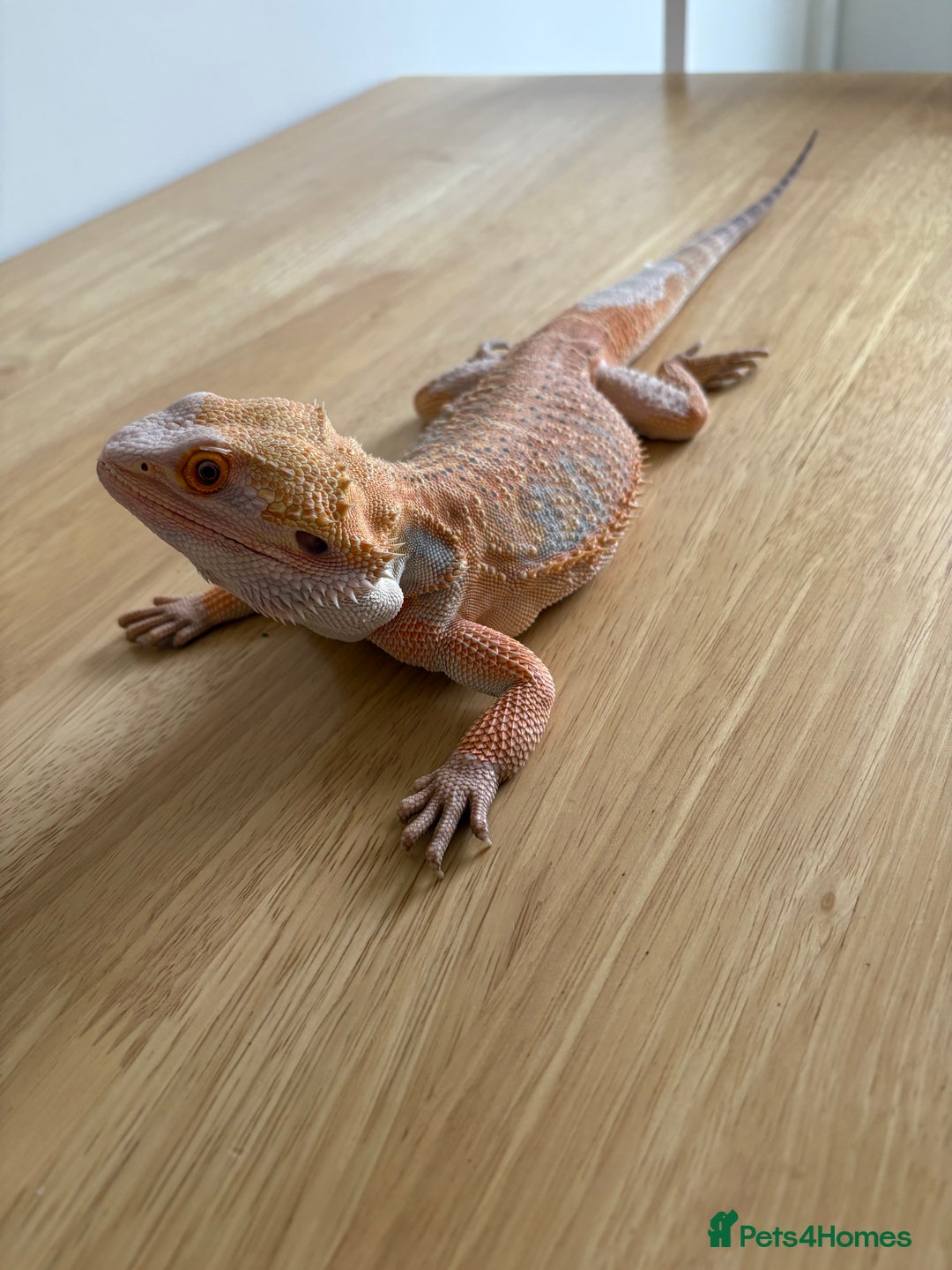 Bearded Dragon reptiles for sale: Breaded dragon (Hypomelanism trait) - Image 5