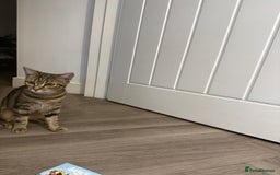 Bengal cats for sale: Cute bengal mixed British shorthair kitten  - Image 2