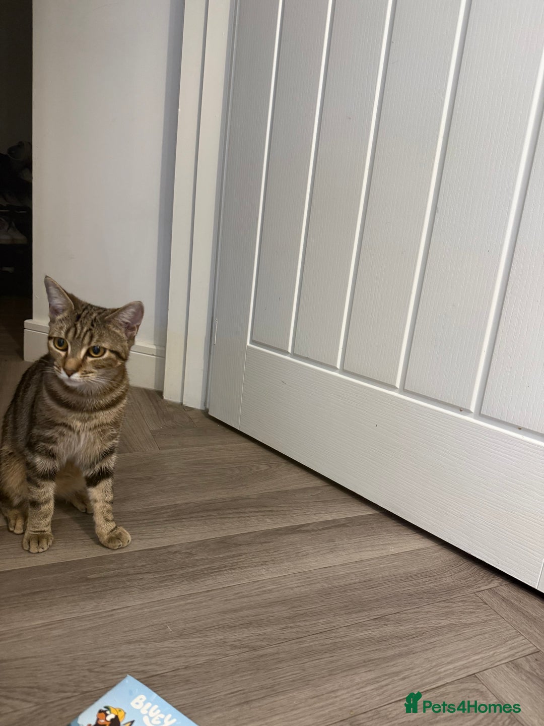 Bengal cats for sale: Cute bengal mixed British shorthair kitten  - Image 2