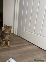 Bengal cats - Advert 7