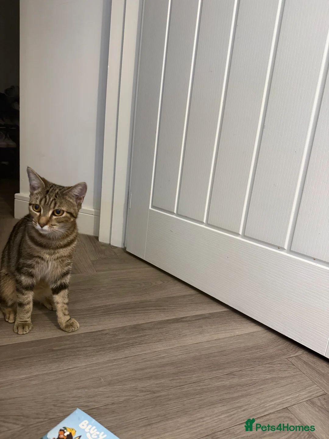 Bengal cats for sale: Cute bengal mixed British shorthair kitten  - Advert 2