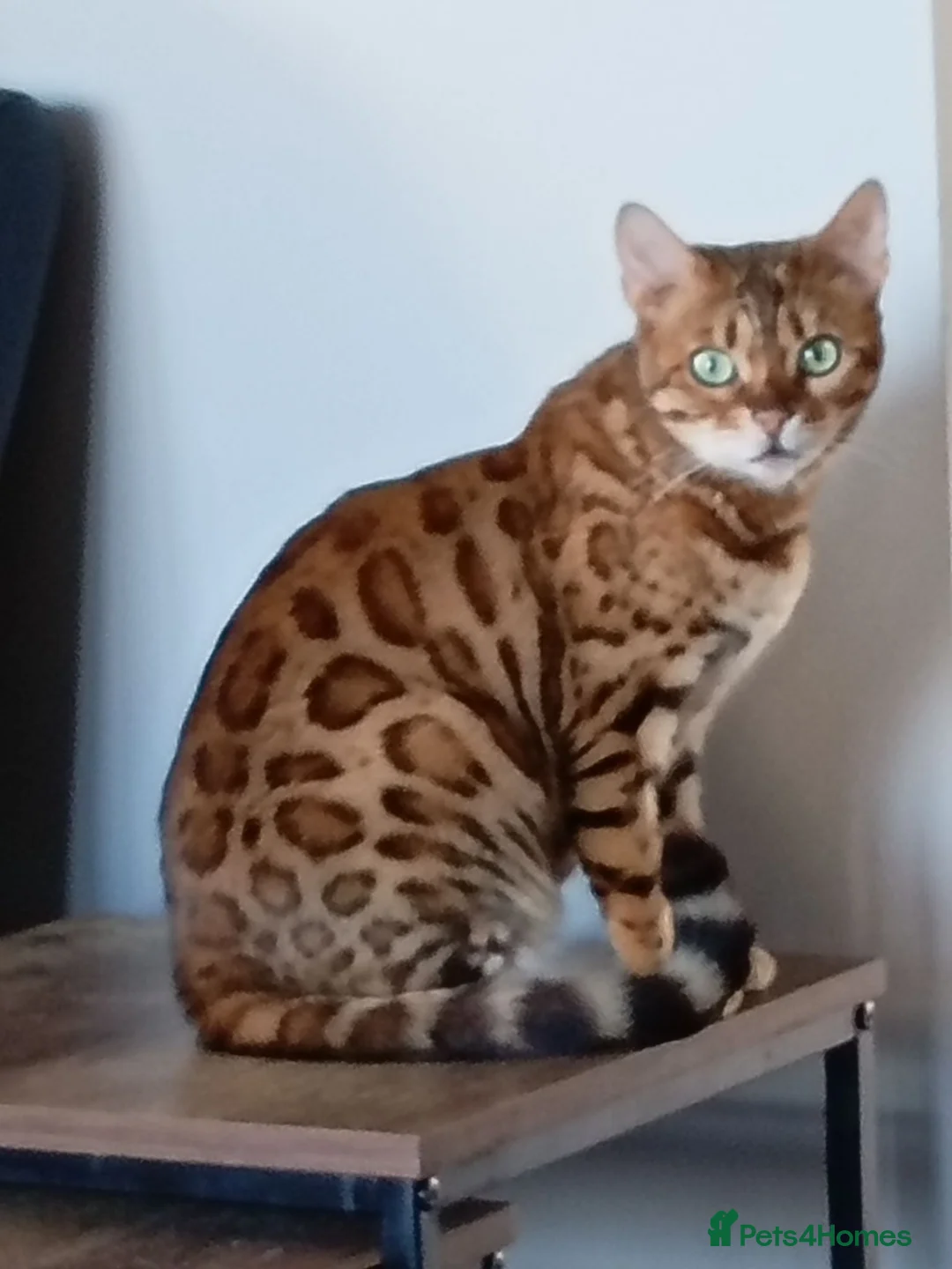 Bengal cats for sale: Female bengal  - Advert 7