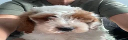 Cavapoo dogs for sale: 🐩🐶🐾FULLY HEALTH CLEAR F1 CAVAPOO🐾🐶🐩  - Advert 6