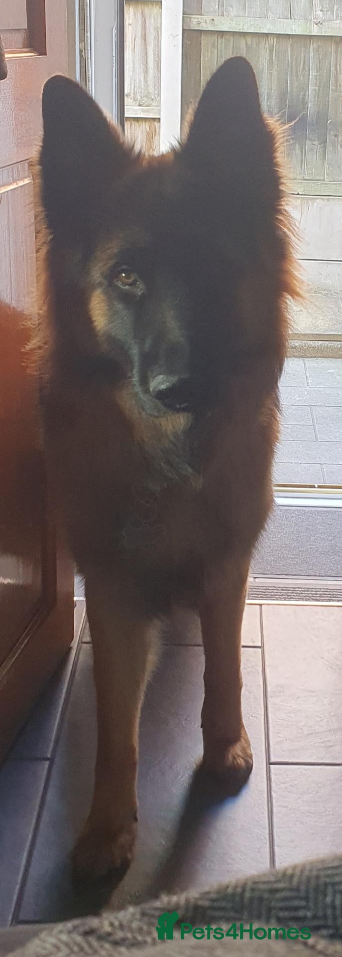 German Shepherd dogs 12 month old Male medium_long fur German shepherd  - Advert 17