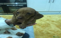 Miniature Dachshund dogs for sale: STUNNING MINIATURE DACHSHUND PUPPIES FOR SALE - Image 6