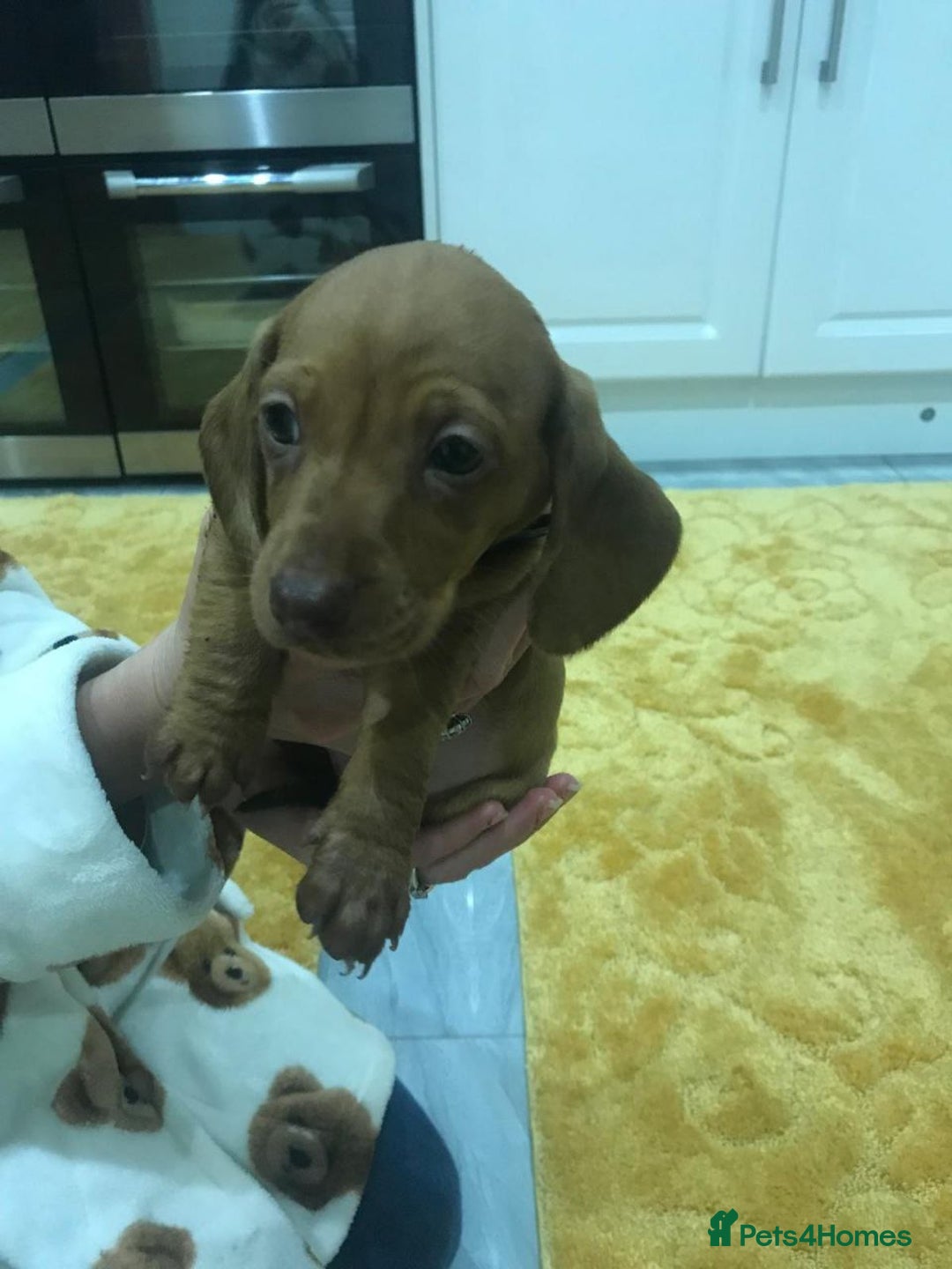 Miniature Dachshund dogs for sale: STUNNING MINIATURE DACHSHUND PUPPIES FOR SALE - Image 6