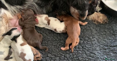 Cocker Spaniel dogs 7 gorgeous show type cocker spaniel dna clear  - Advert 3