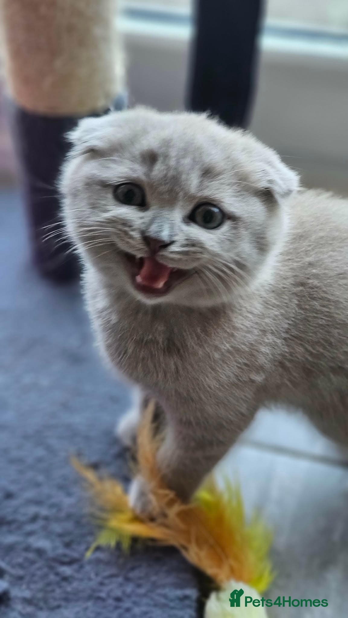 Scottish Fold cats Scottish fold - Advert 1