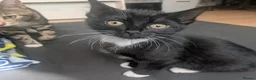 British Shorthair cats for sale: Rehoming our beloved 12 weeks old kittens - Advert 7